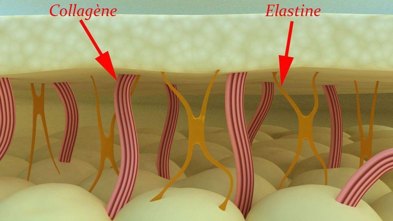 Collagen agus elastin - próitéiní struchtúracha an chraiceann